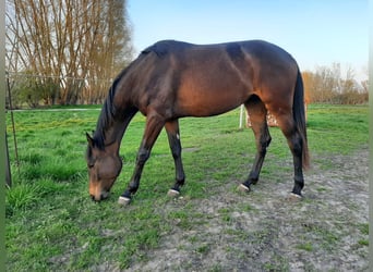 Mecklenburg Warmblood, Mare, 5 years, 16.1 hh, Smoky-Black