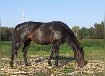 Mecklenburg Warmblood, Mare, 5 years, 16.1 hh, Smoky-Black