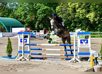Mecklenburg Warmblood, Mare, 5 years, 16.2 hh, Grey