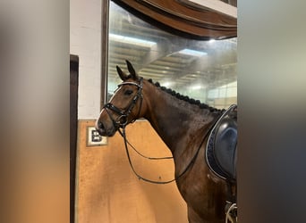 Mecklenburg Warmblood, Mare, 5 years, 16.3 hh, Bay-Dark