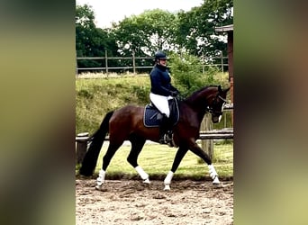 Mecklenburg Warmblood, Mare, 5 years, 16.3 hh, Bay-Dark