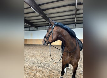 Mecklenburg Warmblood, Mare, 5 years, 16.3 hh, Bay-Dark