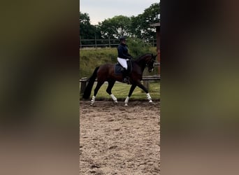 Mecklenburg Warmblood, Mare, 5 years, 16.3 hh, Bay-Dark