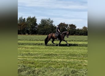 Mecklenburger Warmblut, Stute, 5 Jahre, 16,3 hh