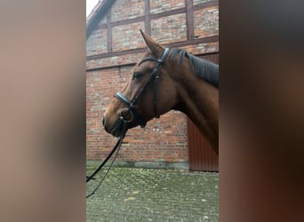 Mecklenburg Warmblood, Mare, 5 years, 16 hh, Bay-Dark