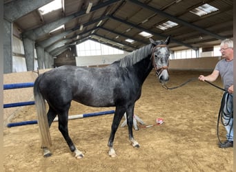 Mecklenburg Warmblood, Mare, 5 years, 16 hh, Grey-Blue-Tan