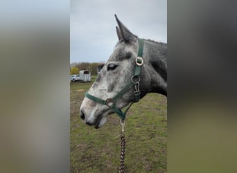 Mecklenburg Warmblood, Mare, 5 years, 16 hh, Grey-Blue-Tan