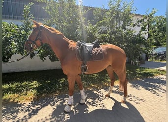 Mecklenburg Warmblood, Mare, 5 years, 16,1 hh, Chestnut-Red