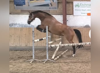 Mecklenburg Warmblood, Mare, 5 years, 16,2 hh, Brown