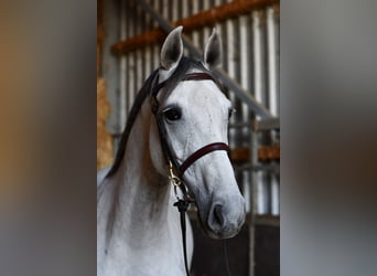 Mecklenburg Warmblood, Mare, 6 years, 15.3 hh, Grey
