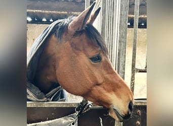 Mecklenburg Warmblood, Mare, 6 years, 16.2 hh, Brown