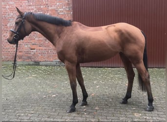 Mecklenburg Warmblood, Mare, 6 years, 16 hh, Bay-Dark