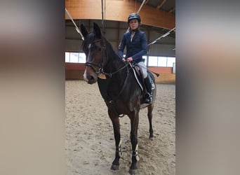 Mecklenburg Warmblood, Mare, 6 years, 16 hh, Bay-Dark
