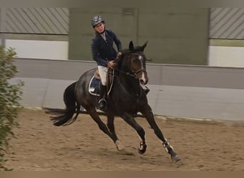 Mecklenburg Warmblood, Mare, 6 years, 16 hh, Bay-Dark