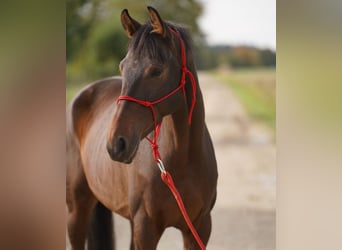 Mecklenburg Warmblood, Mare, 6 years, 16 hh, Brown