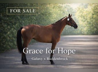 Mecklenburg Warmblood, Mare, 6 years, 16 hh, Brown