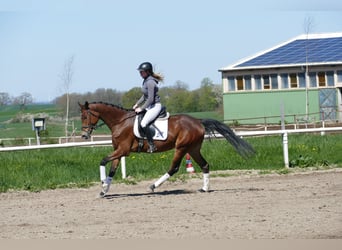 Mecklenburg Warmblood, Mare, 6 years, 16 hh, Brown