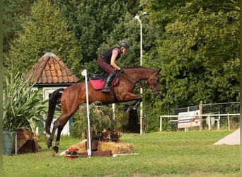 Mecklenburg Warmblood, Mare, 6 years, 16 hh, Brown