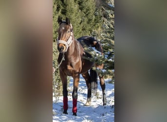 Mecklenburg Warmblood, Mare, 6 years, 16 hh, Brown