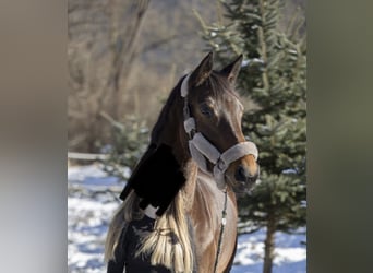 Mecklenburg Warmblood, Mare, 6 years, 16 hh, Brown