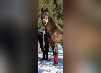 Mecklenburg Warmblood, Mare, 6 years, 16 hh, Brown