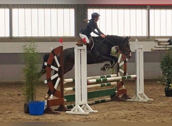 Mecklenburg Warmblood, Mare, 6 years, 16 hh