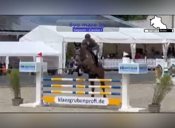 Mecklenburg Warmblood, Mare, 6 years, 17 hh, Grey