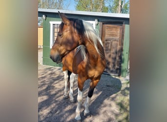 Mecklenburg Warmblood, Mare, 7 years, 15.2 hh, Pinto