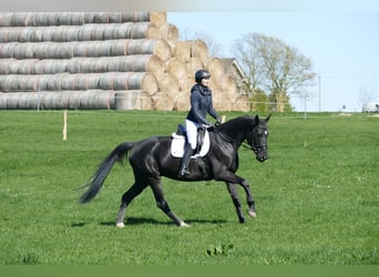 Mecklenburg Warmblood, Mare, 7 years, 16.1 hh, Black