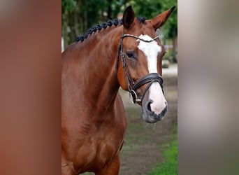 Mecklenburg Warmblood, Mare, 7 years, 16.1 hh, Brown-Light