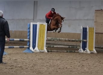 Mecklenburg Warmblood, Mare, 7 years, 16.1 hh, Chestnut-Red
