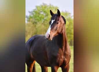 Mecklenburg Warmblood, Mare, 7 years, 16.1 hh, Smoky-Black