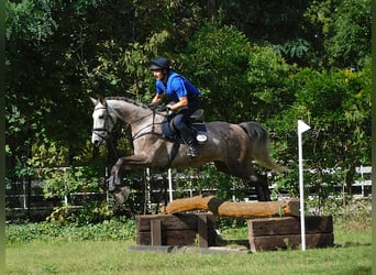Mecklenburg Warmblood, Mare, 7 years, 16.2 hh, Grey-Red-Tan