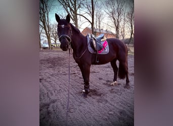 Mecklenburg Warmblood, Mare, 7 years, 16 hh, Black