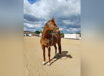 Mecklenburg Warmblood, Mare, 7 years, 16 hh, Chestnut-Red