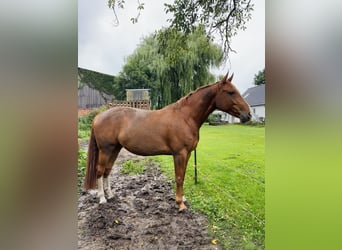 Mecklenburg Warmblood, Mare, 7 years, 16 hh, Chestnut-Red