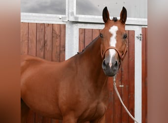 Mecklenburg Warmblood, Mare, 7 years, 16 hh