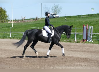 Mecklenburg Warmblood, Mare, 7 years, 16,1 hh, Black