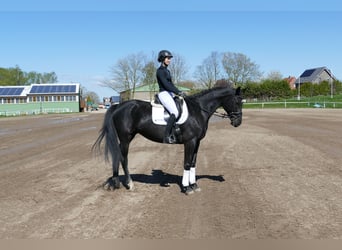 Mecklenburg Warmblood, Mare, 7 years, 16,1 hh, Black