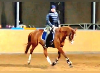 Mecklenburg Warmblood, Mare, 7 years, 16,1 hh, Chestnut-Red