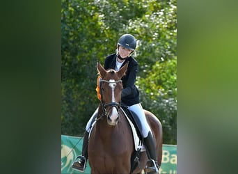 Mecklenburg Warmblood, Mare, 7 years, 16,3 hh, Brown