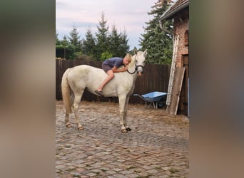 Mecklenburg Warmblood, Mare, 8 years, 16.1 hh, Grey
