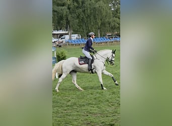 Mecklenburg Warmblood, Mare, 8 years, 16.1 hh, Grey
