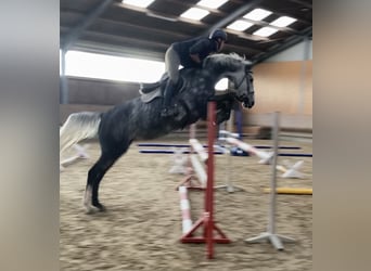 Mecklenburg Warmblood, Mare, 8 years, 16.3 hh, Grey