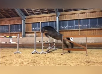 Mecklenburg Warmblood, Mare, 8 years, 16 hh, Buckskin