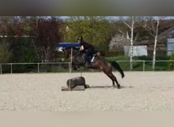 Mecklenburg Warmblood, Mare, 8 years, 16 hh, Buckskin