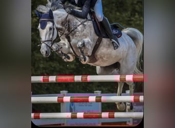 Mecklenburg Warmblood, Mare, 8 years, 16 hh, Grey