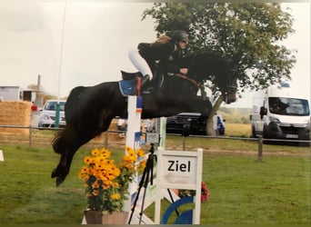 Mecklenburg Warmblood, Mare, 8 years, 16 hh, Smoky-Black