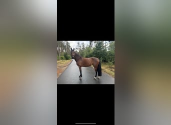 Mecklenburg Warmblood, Mare, 8 years, 16,1 hh, Brown
