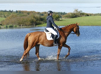 Mecklenburg Warmblood, Mare, 8 years, 17,1 hh, Chestnut-Red